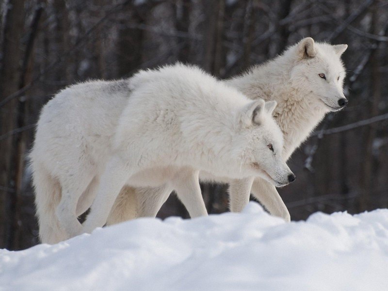 Arctic Wolf (Арктический волк)