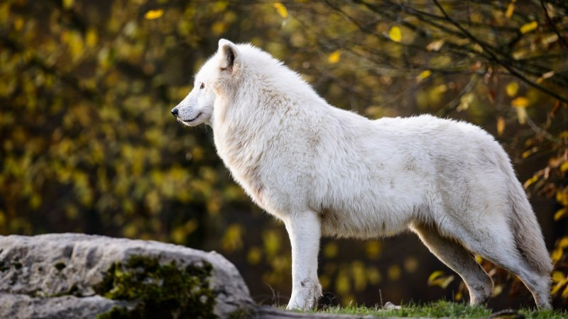 Arctic Wolf (Арктический волк)