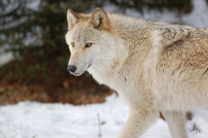 Arctic Wolf (Арктический волк)