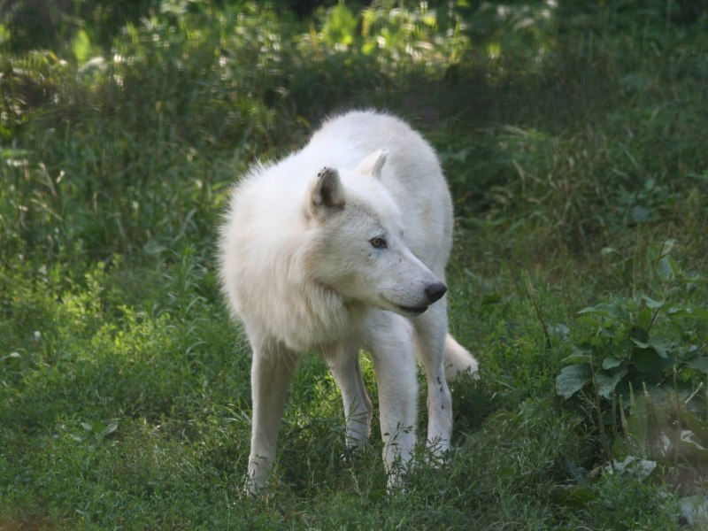 Arctic Wolf (canis Lupus arctos)