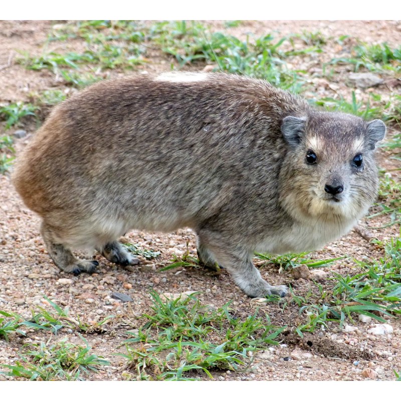Heterohyrax brucei