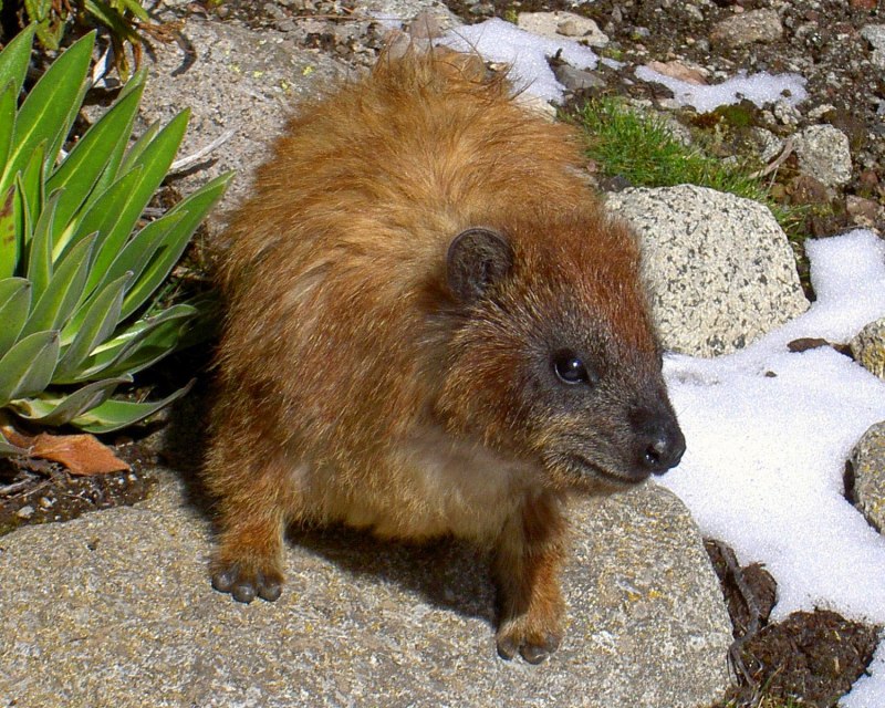 Procavia capensis животные