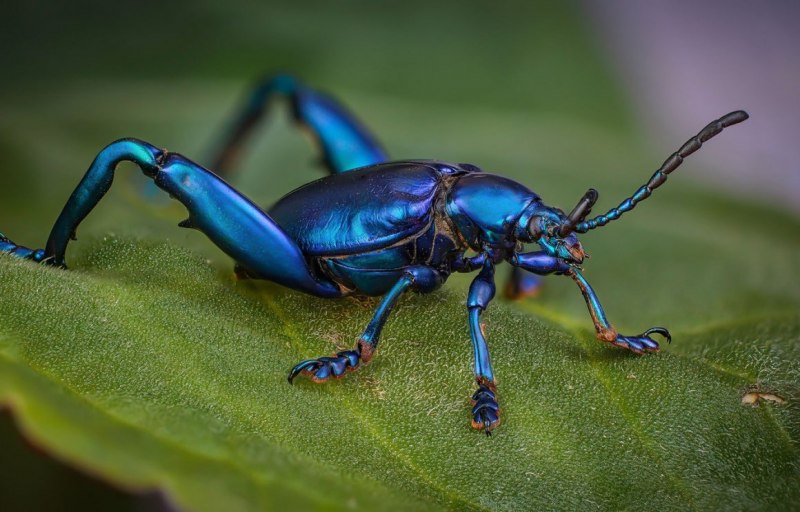 Жук Chrysolina cerealis
