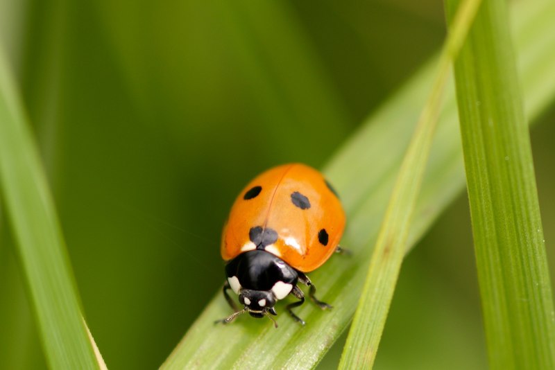 Божья коровка Harmonia axyridis