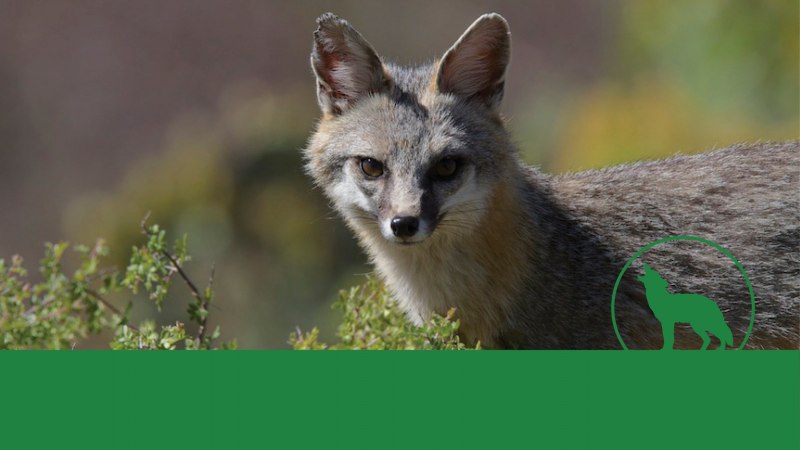 Пампасская лисица Южной Америки