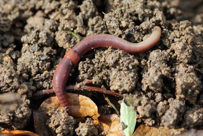 Выползок малый – Lumbricus rubellus
