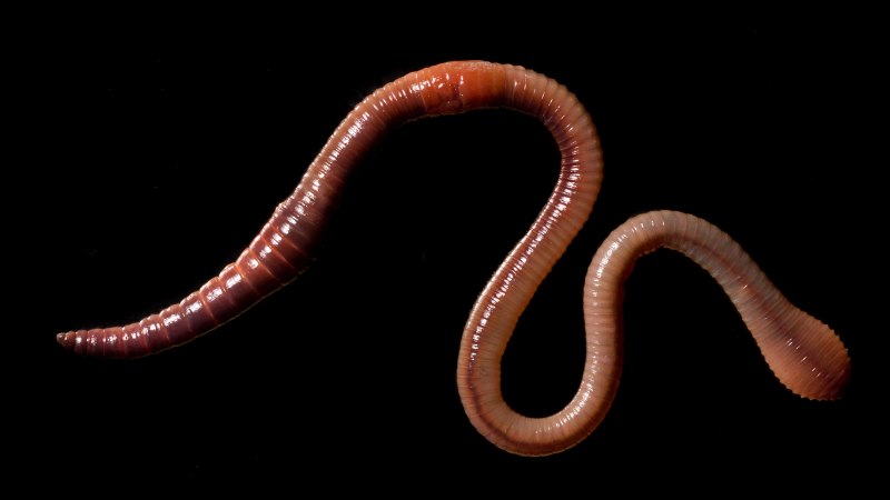 Выползок малый – Lumbricus rubellus