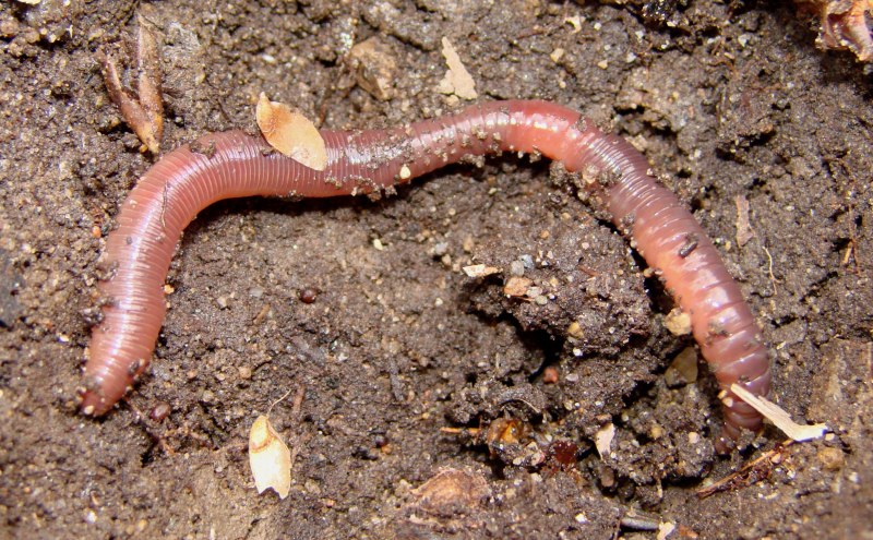 Дождевой червь Lumbricus terrestris