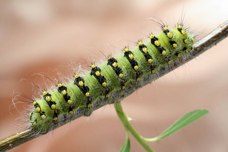 Orgyia Antiqua гусеница