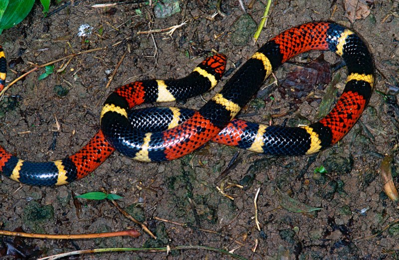 Аспид. Micrurus