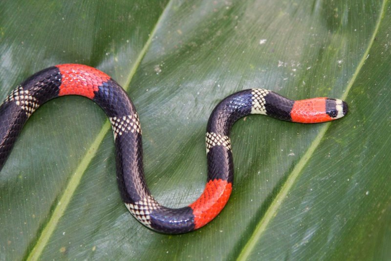 Арлекиновый Аспид (Micrurus Fulvius)