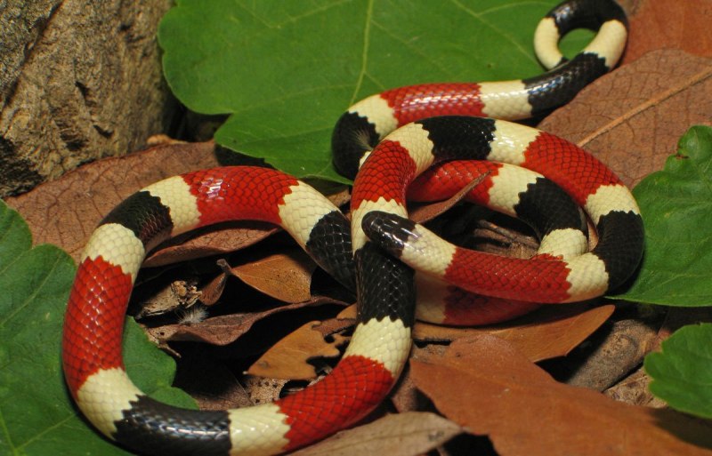 Поперечнополосатая Королевская змея Lampropeltis Triangulum