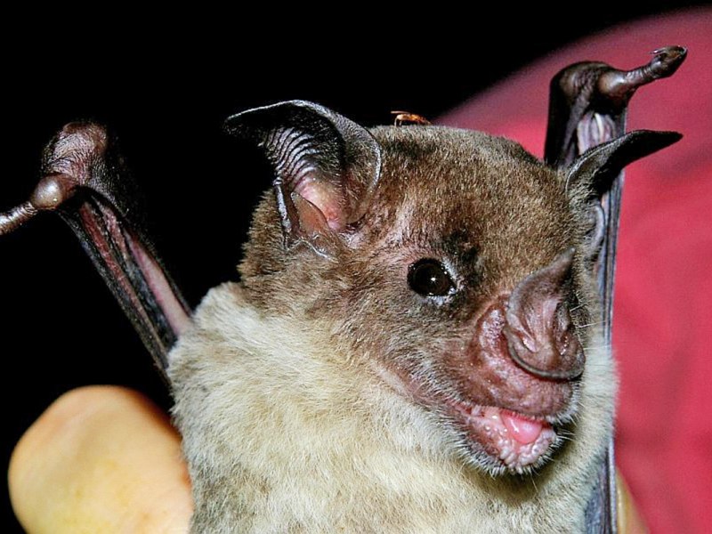 Гигантская вечерница Nyctalus lasiopterus