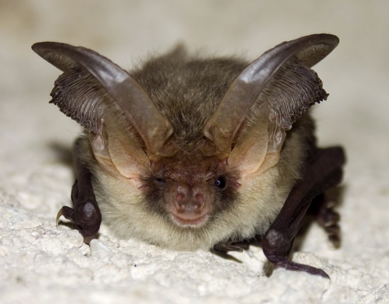 Craseonycteris thonglongyai (летучая мышь)
