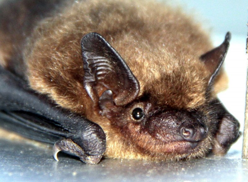 Craseonycteris thonglongyai (летучая мышь)