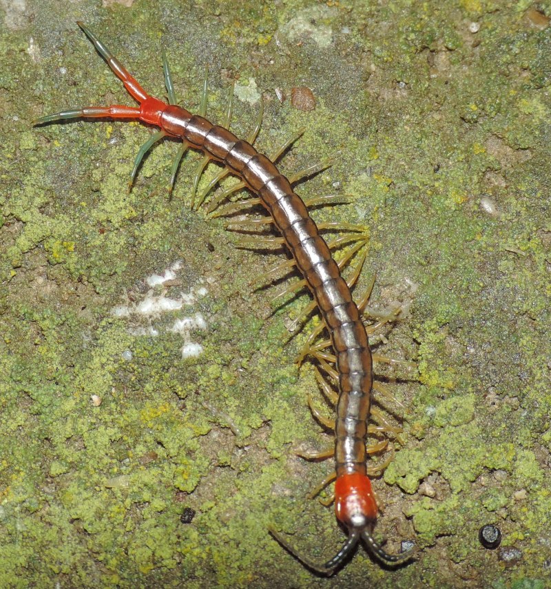 Сколопендра cingulata