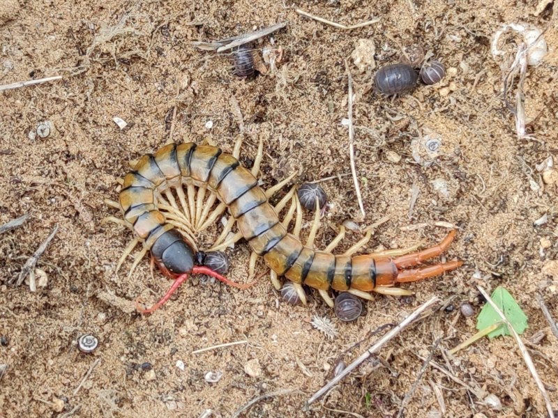 Scolopendra cingulata Крымская