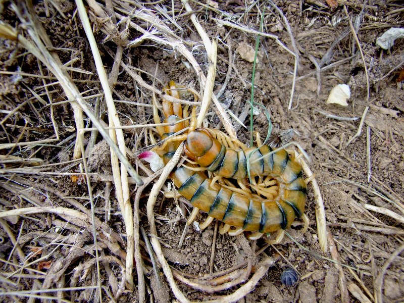 Scolopendra cingulata