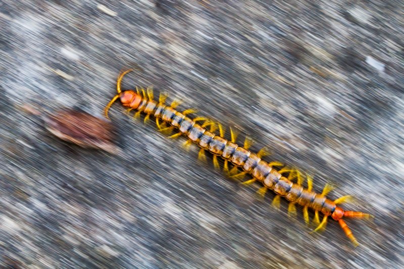 Scolopendra cingulata