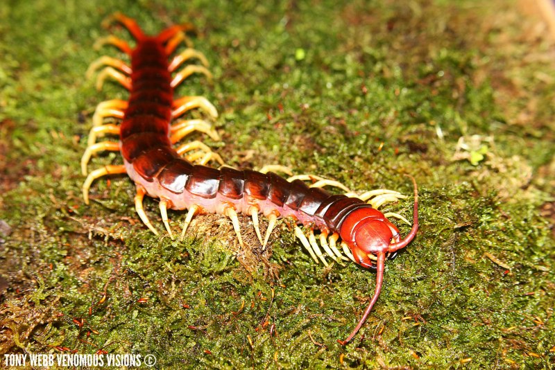 Сколопендры Cormocephalus coynei