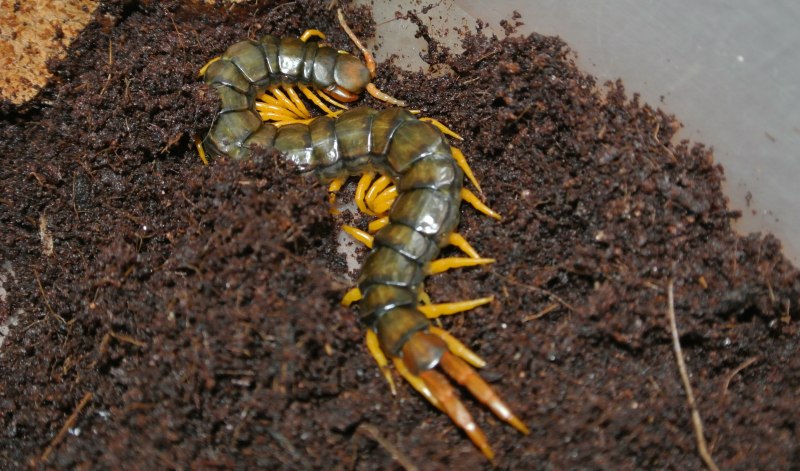 Scolopendra cingulata
