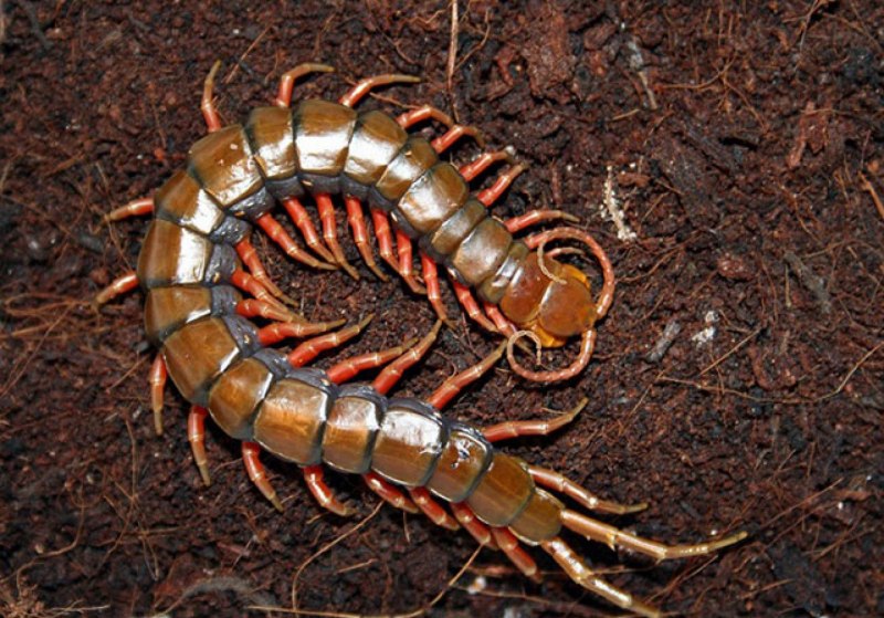 Scolopendra cingulata