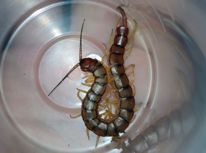 Scolopendra cingulata Yellow Tiger