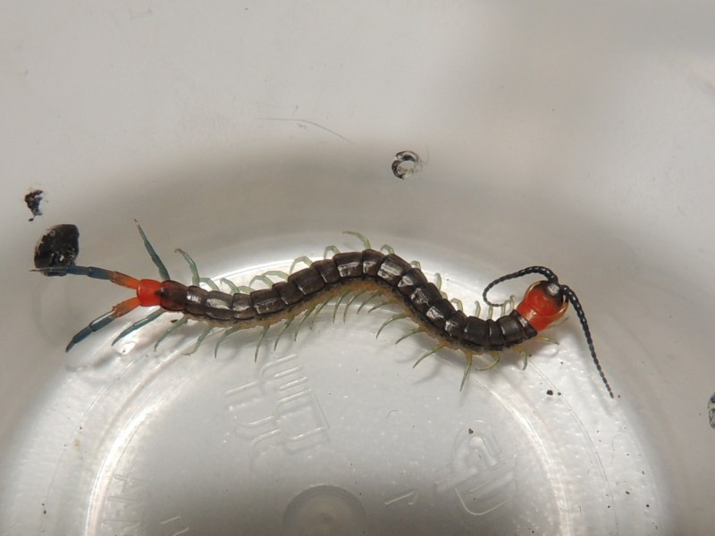 Scolopendra cingulata «Orange Legs»