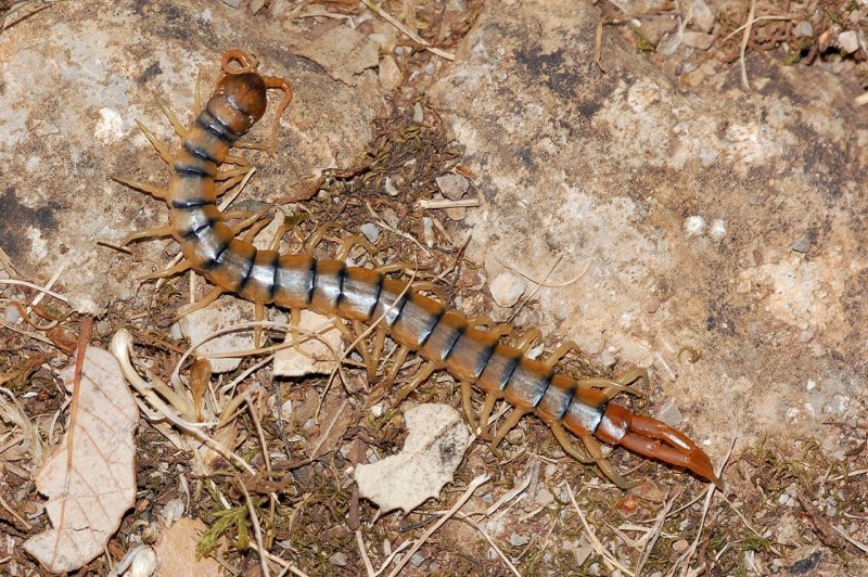 Ethmostigmus rubripes