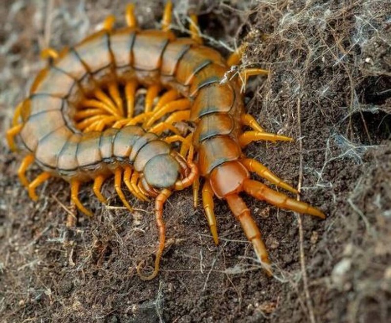 Scolopendra cingulata