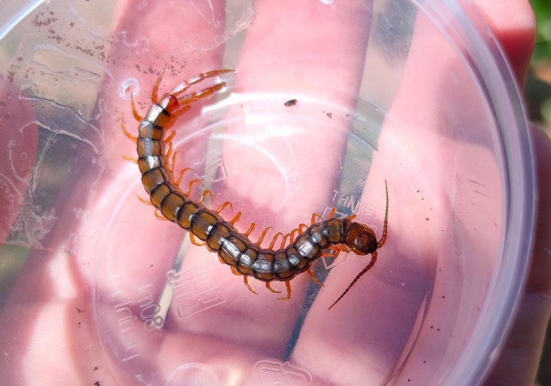 Scolopendra cingulata Крымская