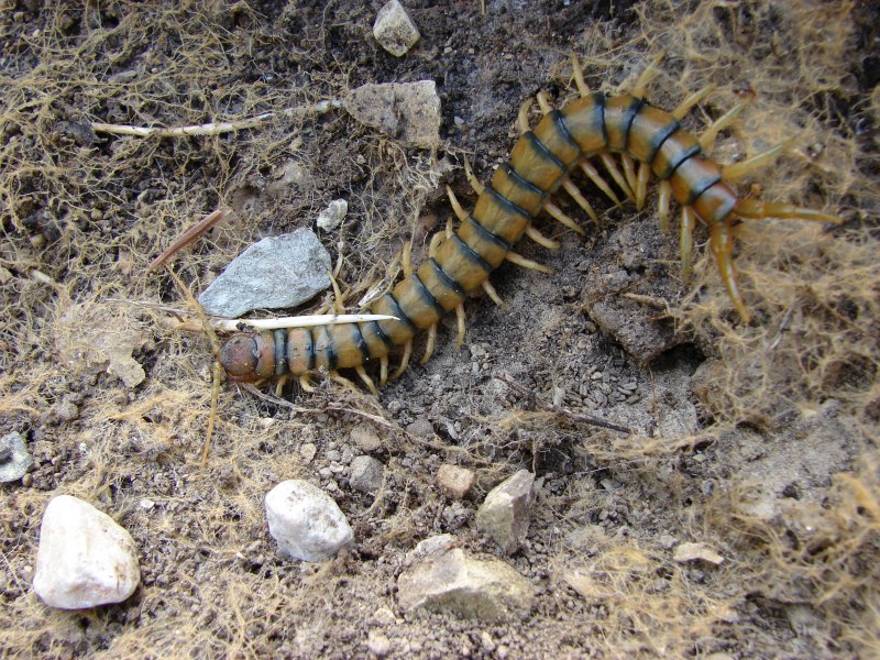 Scolopendra cingulata группа