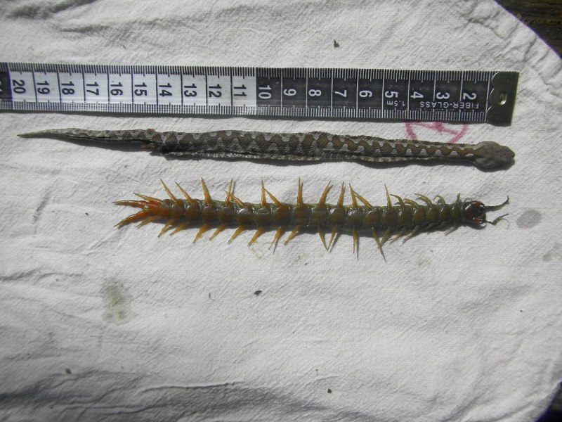 Сколопендра cingulata