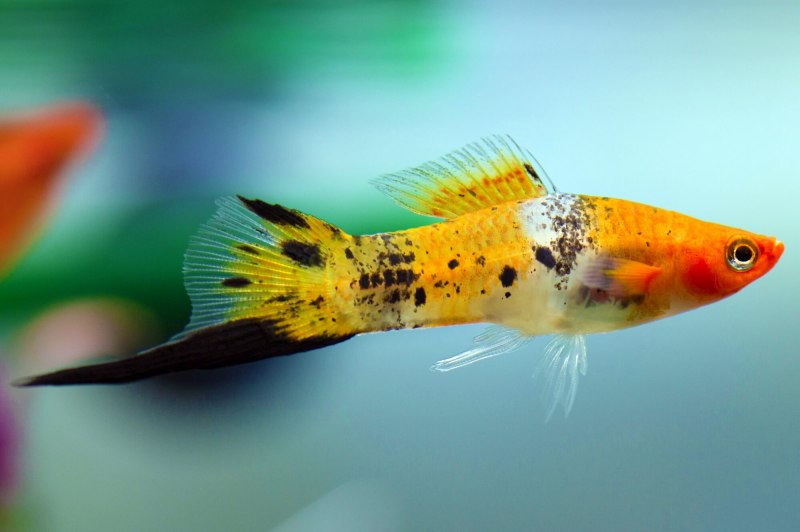 Зелёный меченосец Xiphophorus hellerii