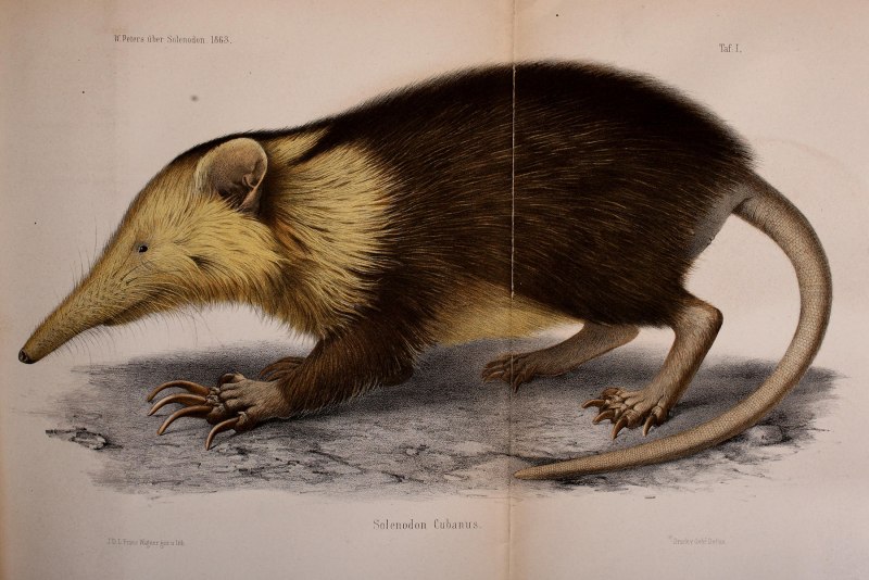 Solenodon paradoxus