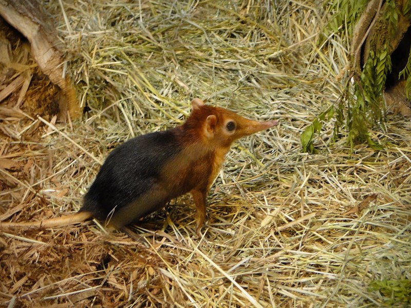 Выхухоль (Desmana moschata)