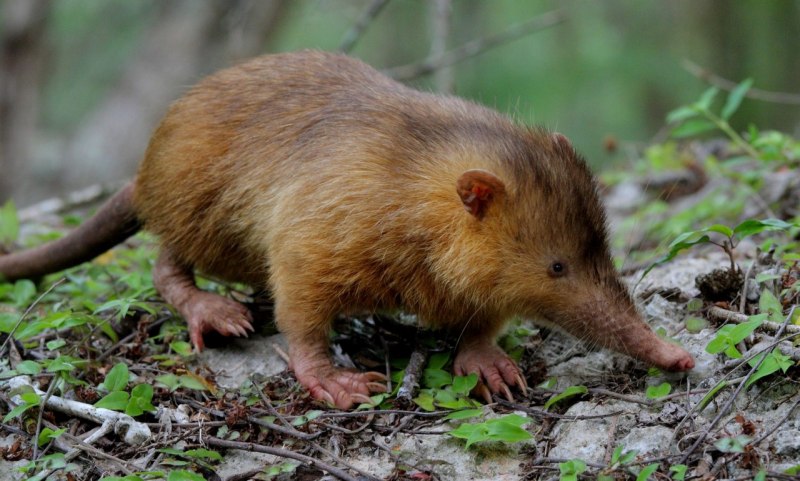 Solenodon paradoxus
