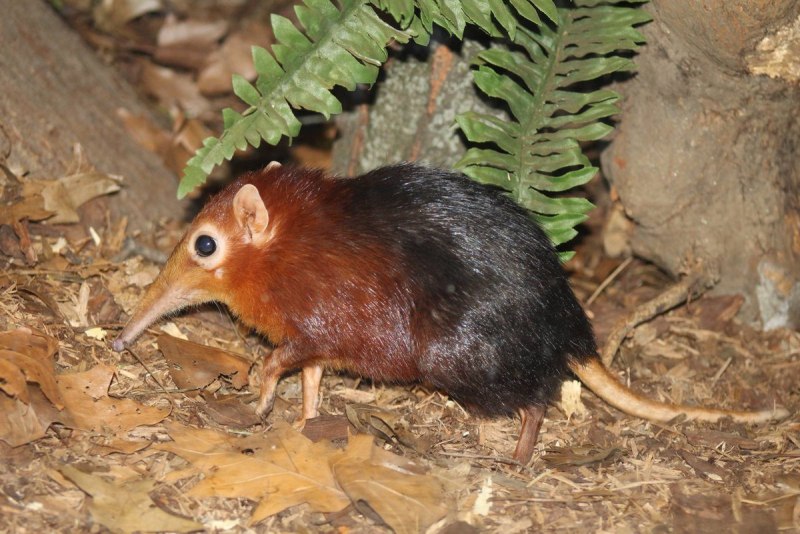 Solenodon cubanus