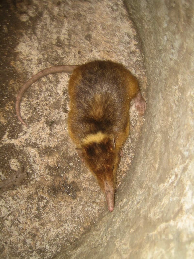Solenodon paradoxus
