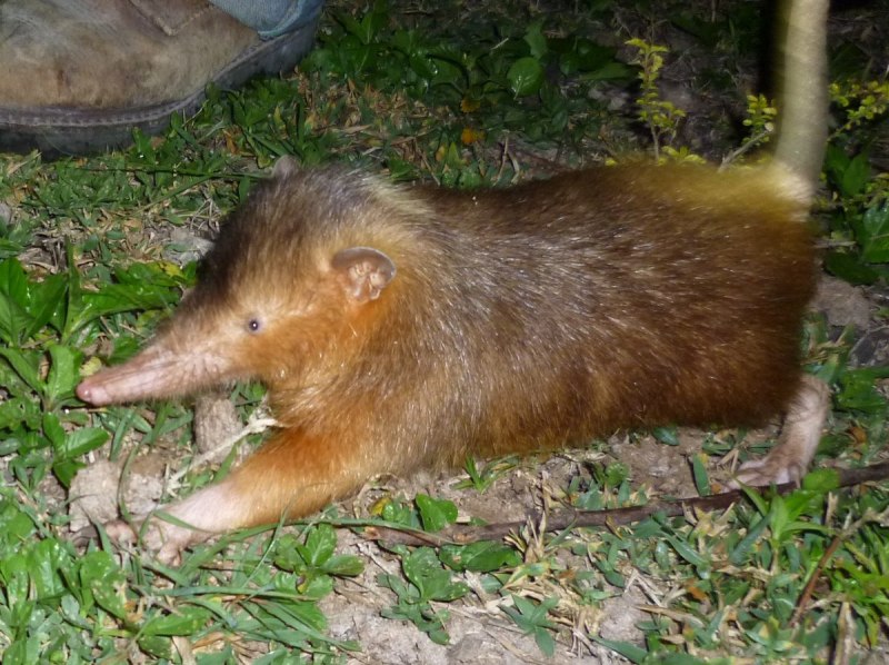 Solenodon cubanus