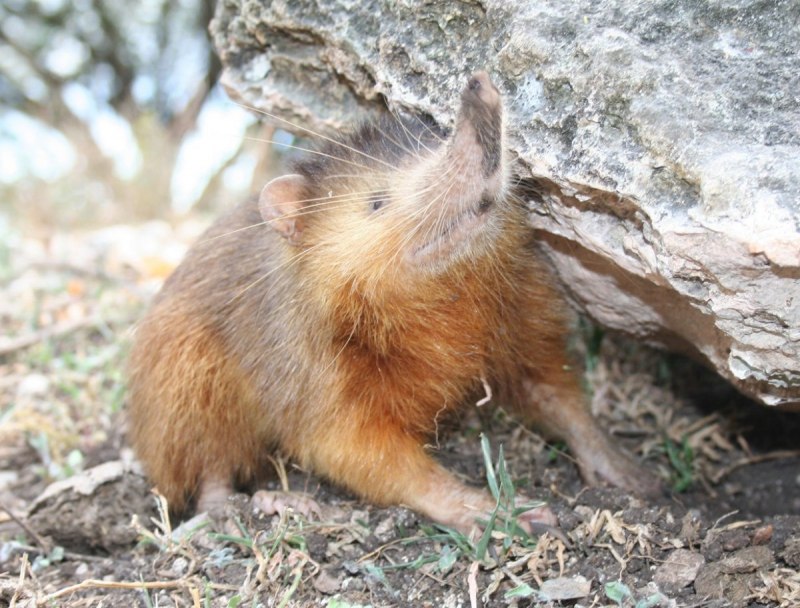Marcano's Solenodon