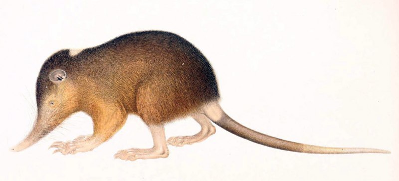 Solenodon cubanus