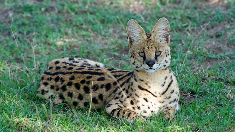 Сервал (Leptailurus Serval),
