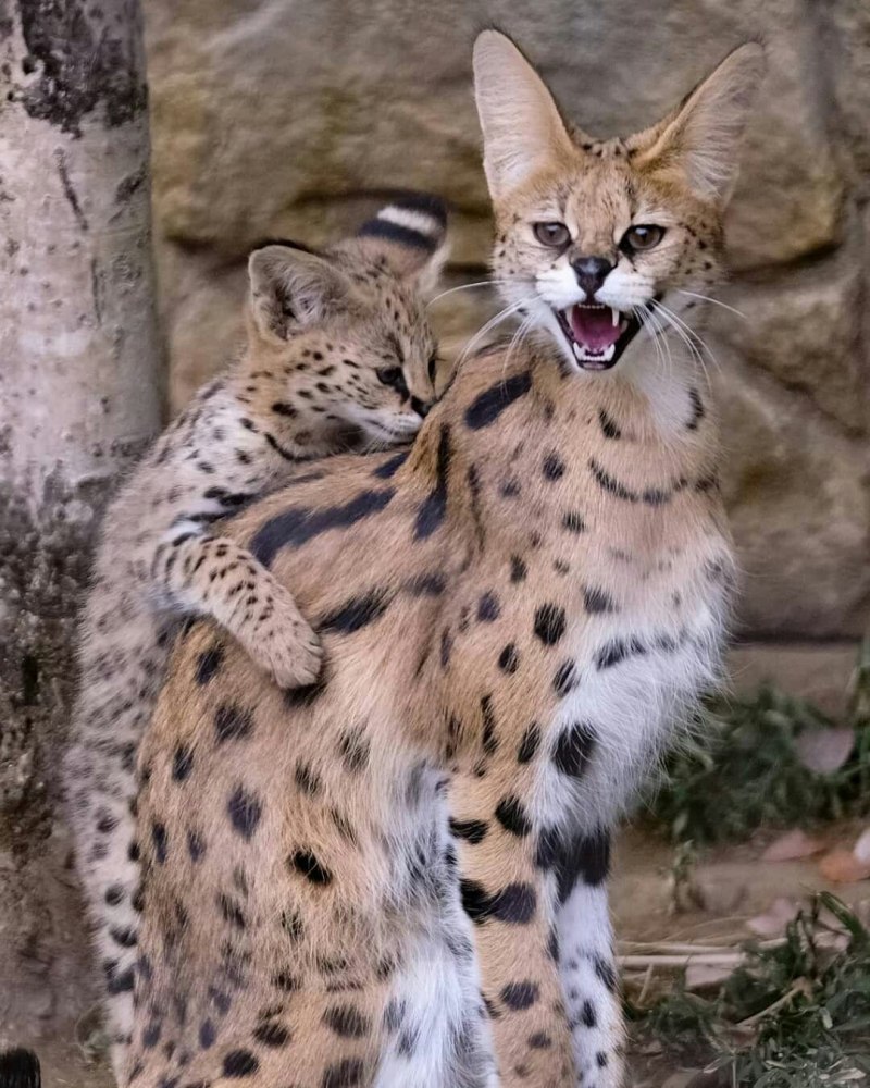 Дикая кошка сервал