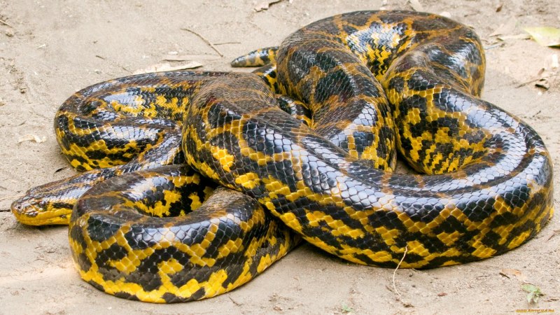 Python bivittatus