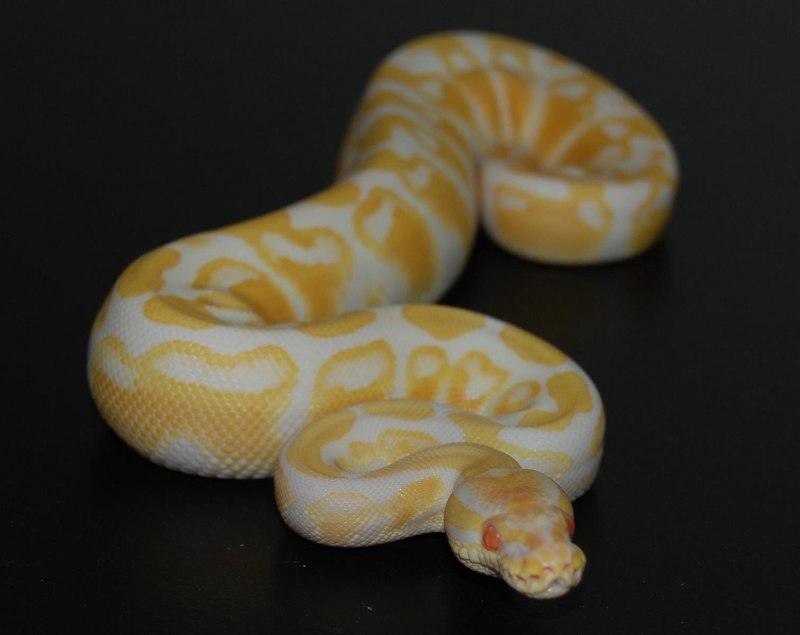 Lavender Albino Ball Python