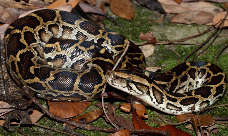 Сетчатый питон Albino Stripe