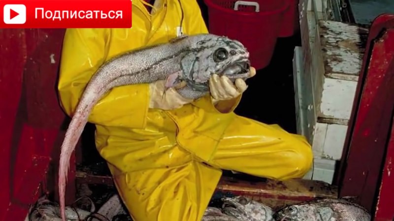 Цихлазома биоцелатум Пчелка