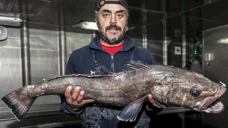 Северный макрурус (macrourus berglax)