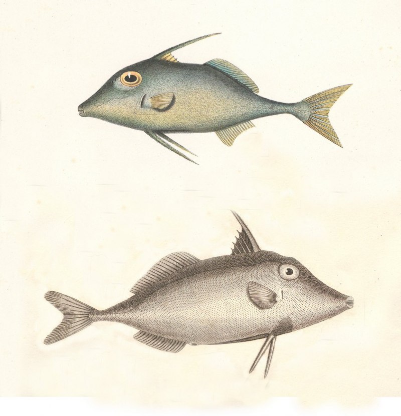 Queen Triggerfish